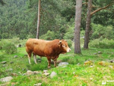 Peña Quemada-Ladera de Santuil; senderismo en zuheros aralar parke naturala excursiones en andorra p